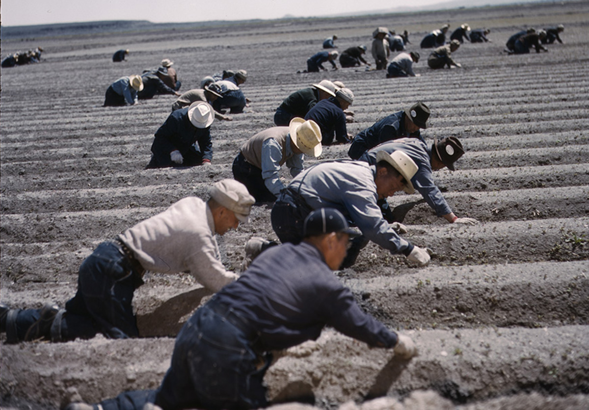 Japanese Farm Labor while Confined